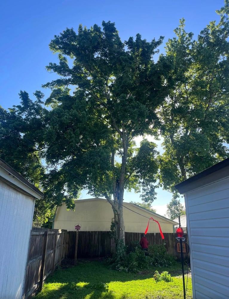 Before: Backyard Tree Removal