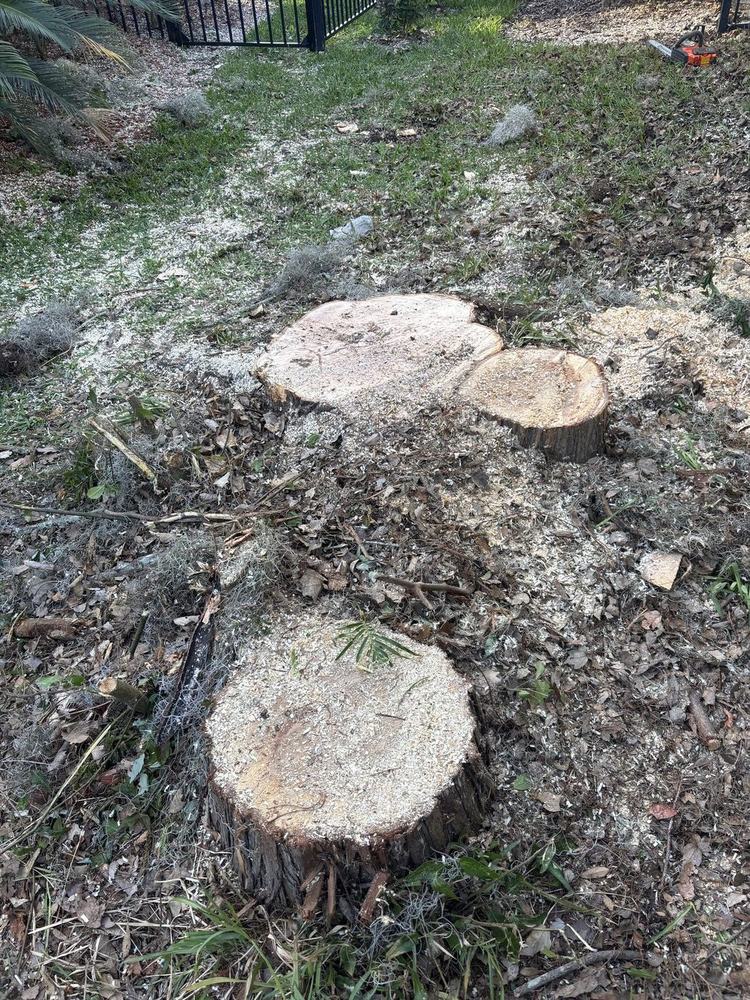 Before: Stump Grinding
